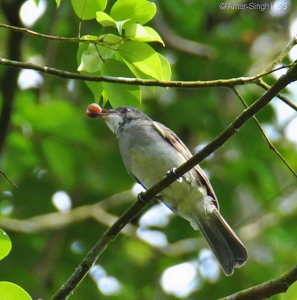 Cinereous Bulbul (Cinereous) - Amar-Singh HSS