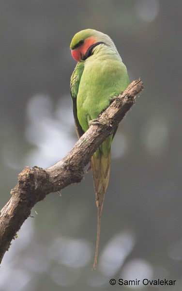 Uzun Kuyruklu Yeşil Papağan (tytleri) - ML377877231