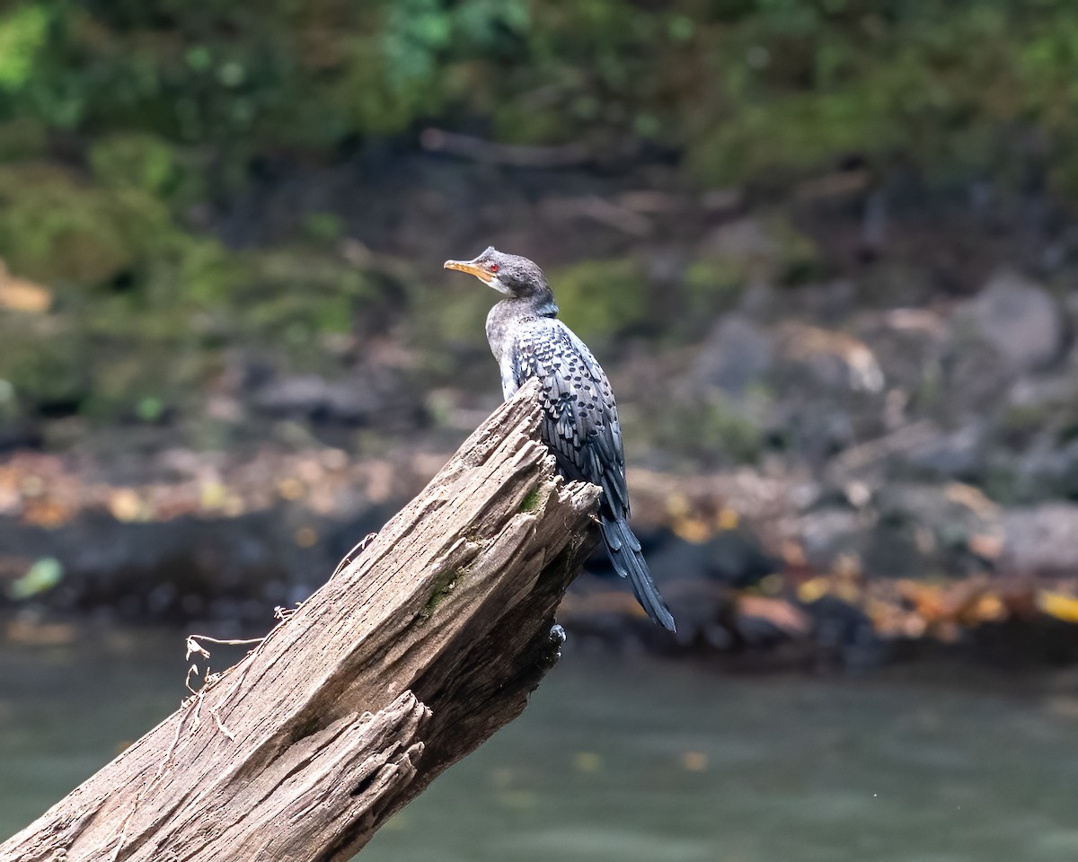 eBird Checklist - 9 Sep 2021 - Kenya - 65 species