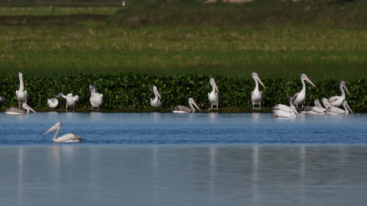 Spot-billed Pelican - ML377877641