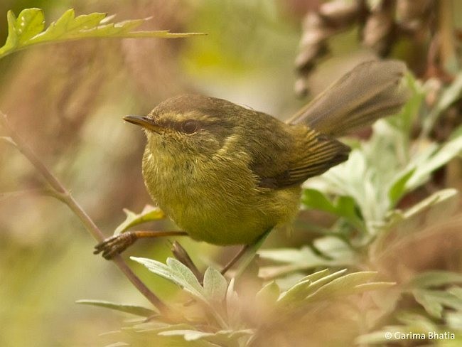 Aberrant Bush Warbler (Aberrant) - ML377878931