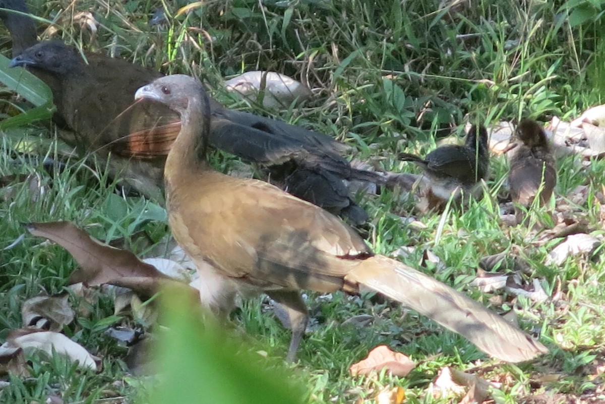 Gray-headed Chachalaca - ML37787931