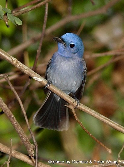 Black-naped Monarch - ML377879581