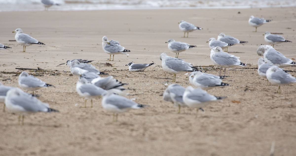 Franklin's Gull - ML377880381