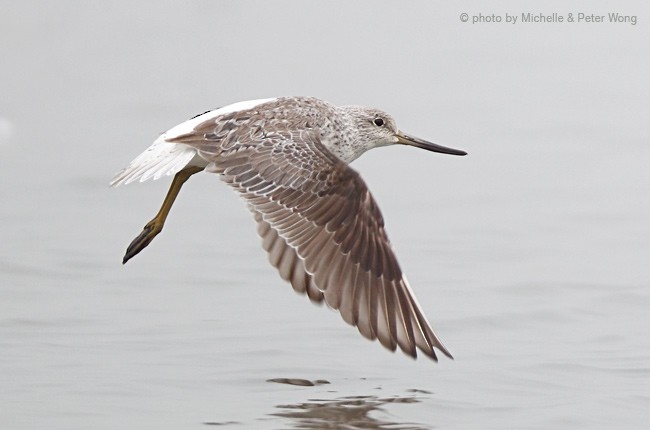 Nordmann's Greenshank - ML377881211