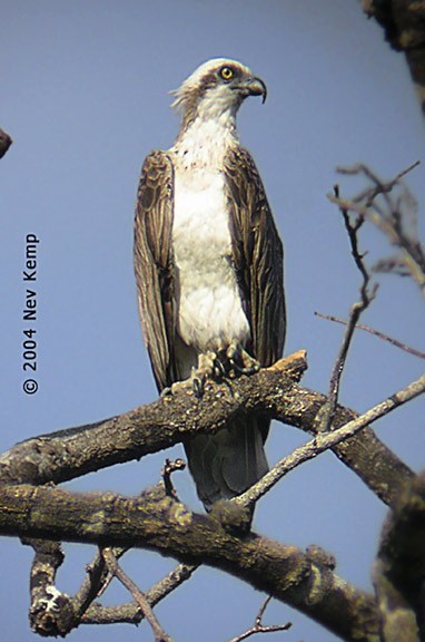 Osprey (Australasian) - ML377881451