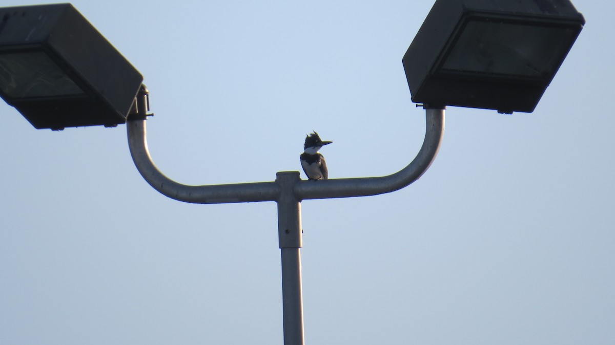 Belted Kingfisher - ML37788161