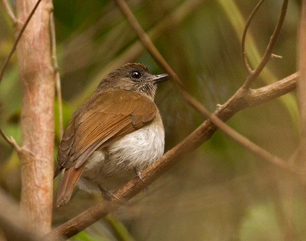 Sumba Jungle Flycatcher - ML377881941