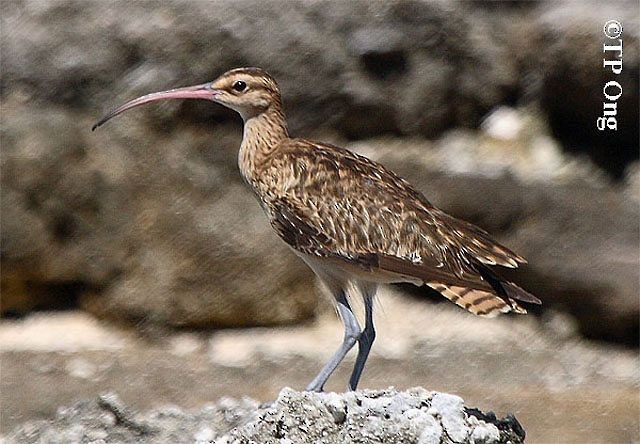 Bristle-thighed Curlew - Tun Pin Ong