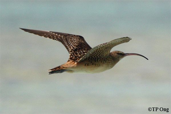 Bristle-thighed Curlew - Tun Pin Ong