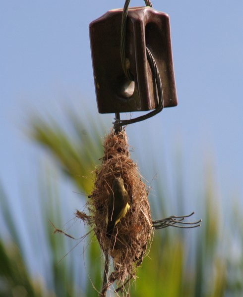 Ornate Sunbird - ML377882521