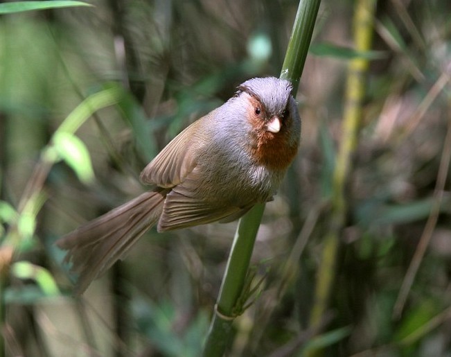 Rusty-throated Parrotbill - ML377882591