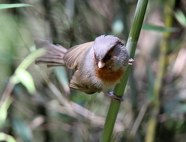 Rusty-throated Parrotbill - ML377882621