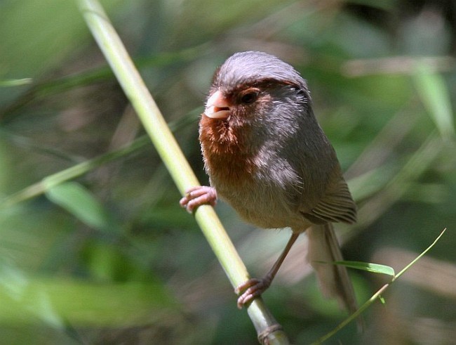Rusty-throated Parrotbill - ML377882631