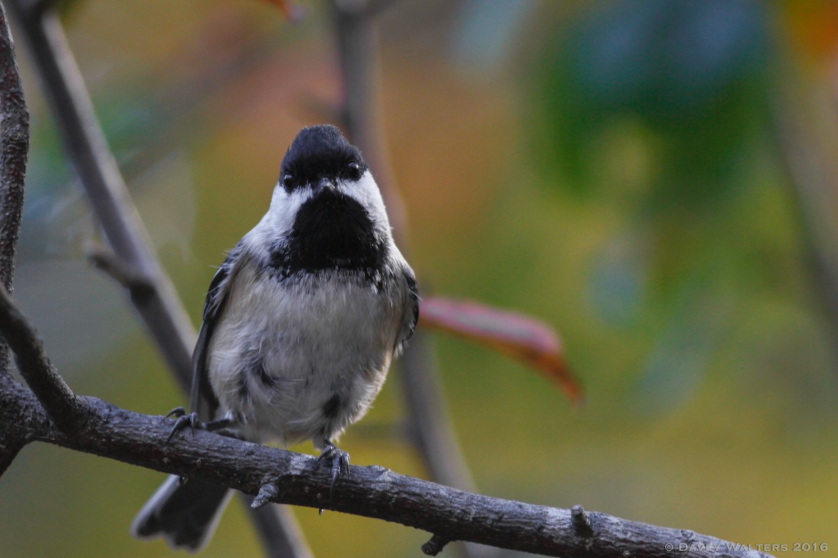 Black-capped Chickadee - ML37788331