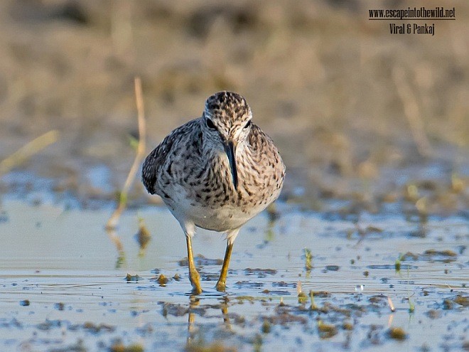 Wood Sandpiper - ML377883741