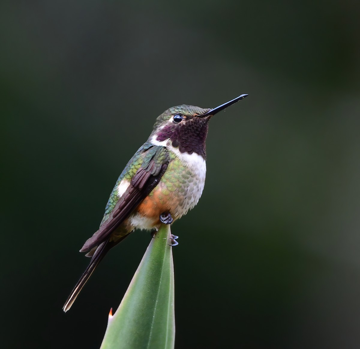 Magenta-throated Woodstar - Jian Mei
