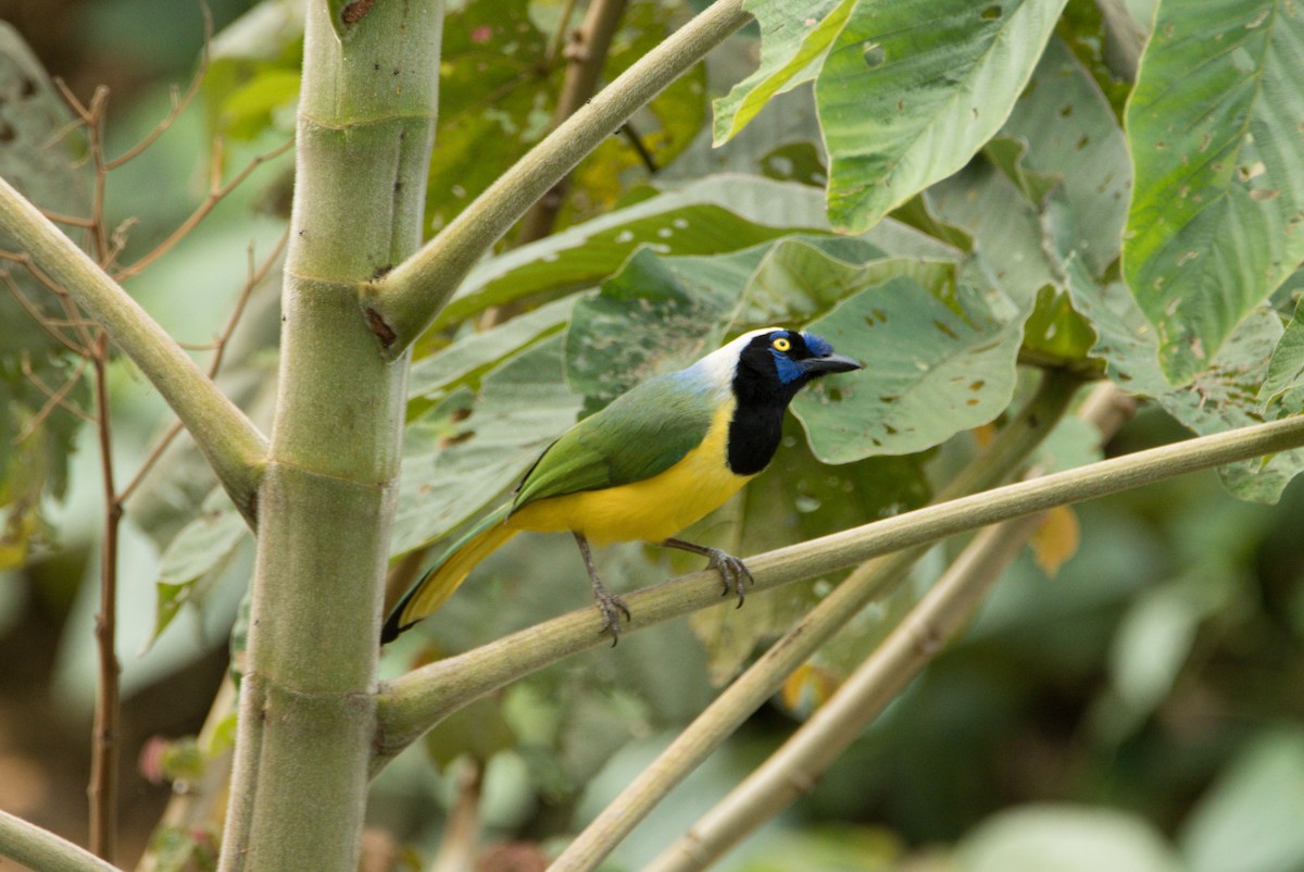 Green Jay - ML377884401