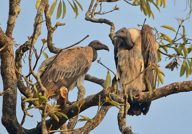 Slender-billed Vulture - ML377885161