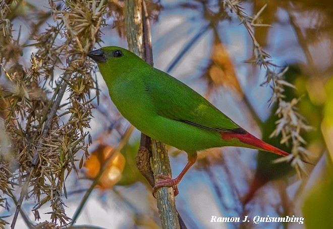 Green-faced Parrotfinch - ML377885241