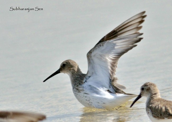 Dunlin - ML377885491