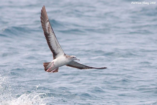 Streaked Shearwater - ML377885601