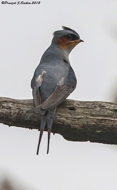 Crested Treeswift - ML377885981