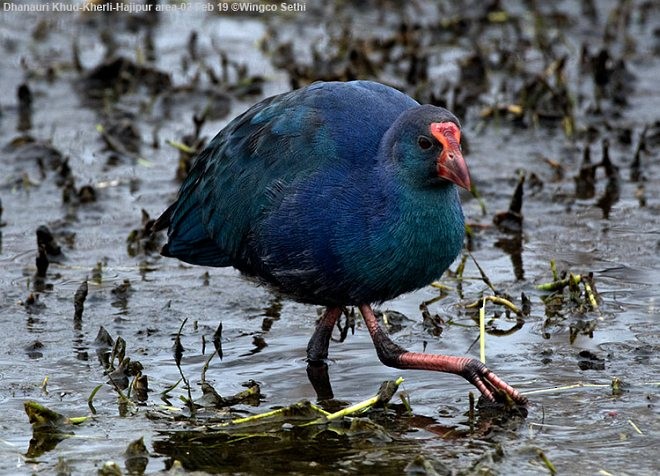 Gray-headed Swamphen - ML377886061