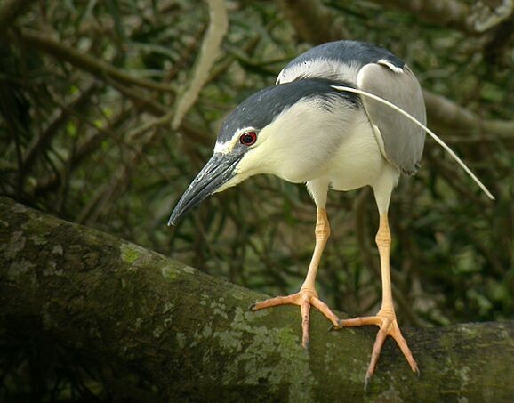 Black-crowned Night Heron (Eurasian) - ML377886341