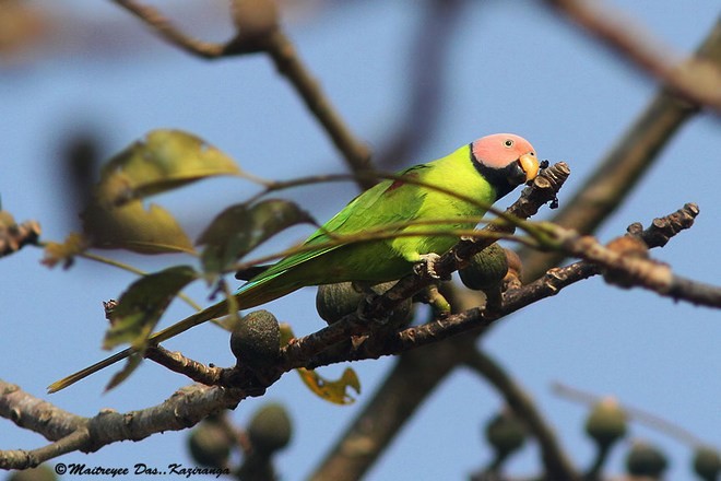 Blossom-headed Parakeet - ML377886781