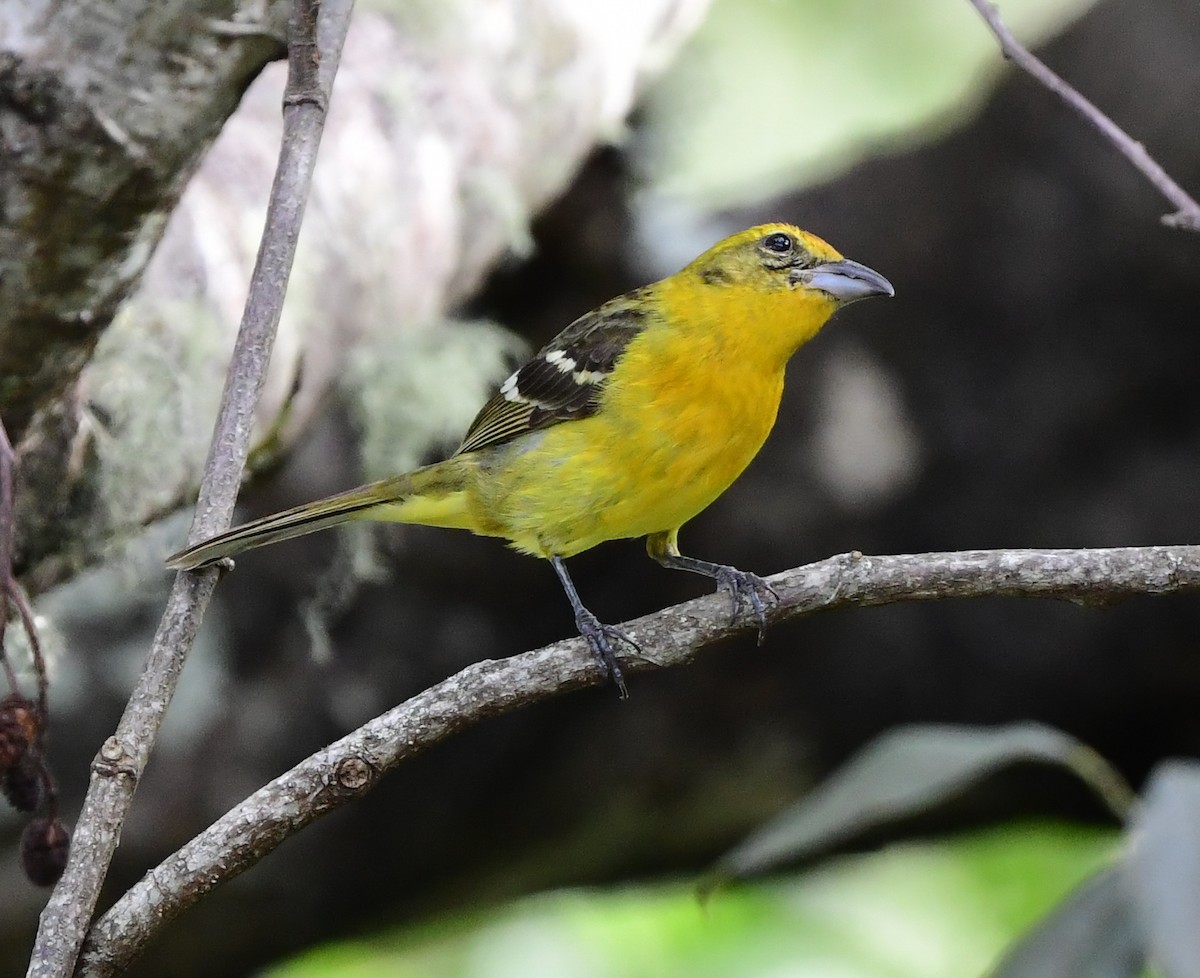 Flame-colored Tanager - ML377887201