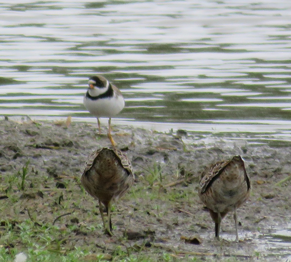 Semipalmated Plover - ML37788721