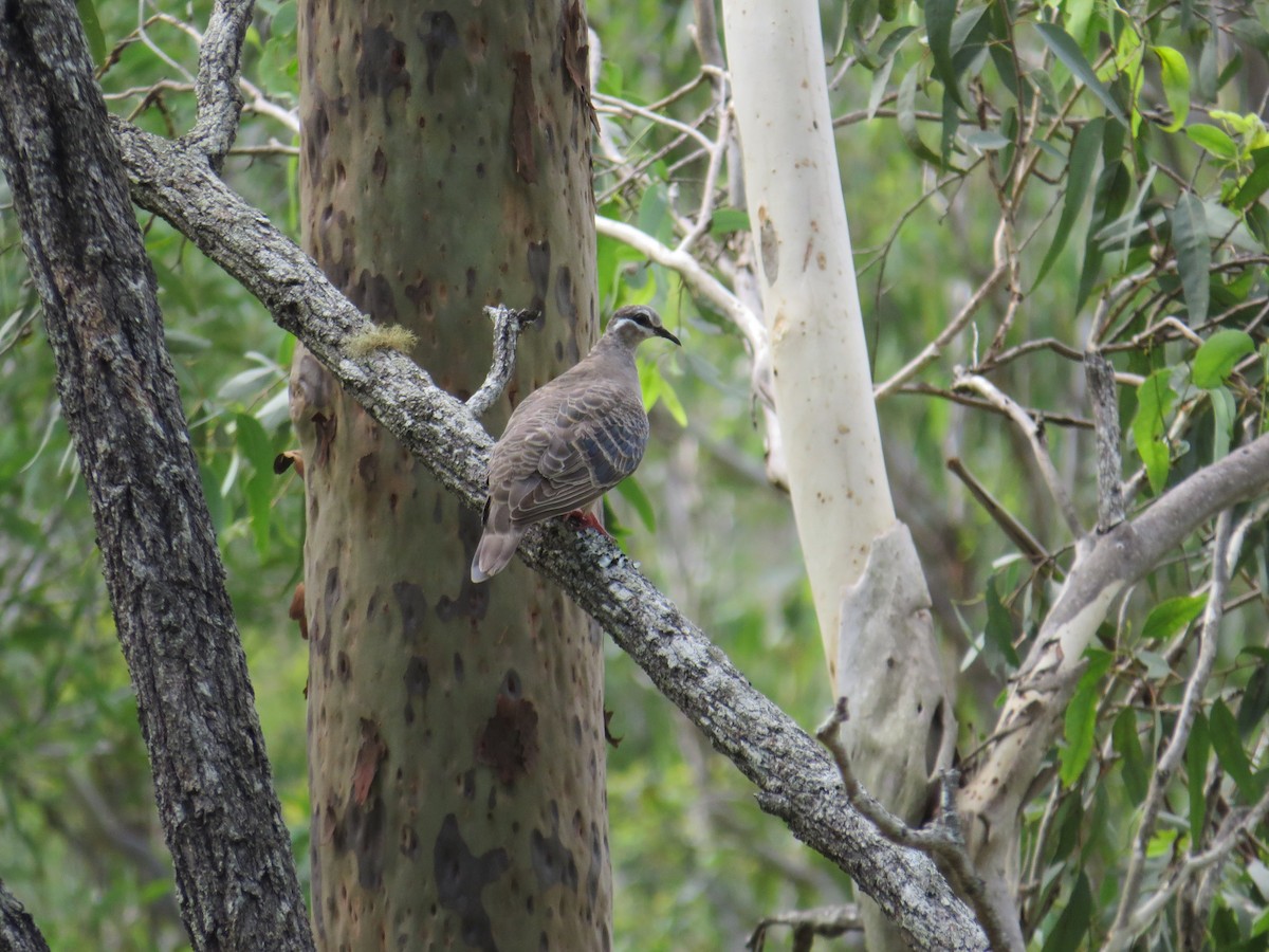 Common Bronzewing - ML37788731