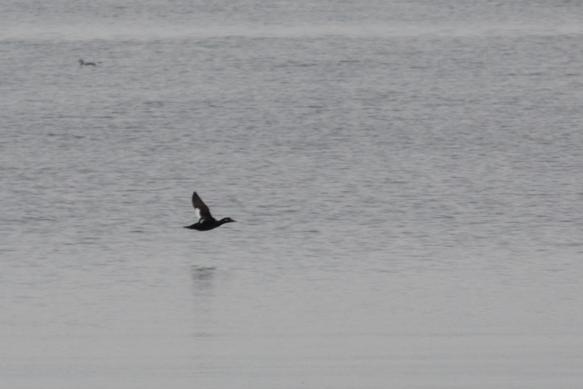 White-winged Scoter - ML37788821