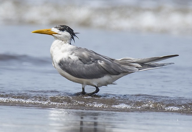 Great Crested Tern - ML377889131