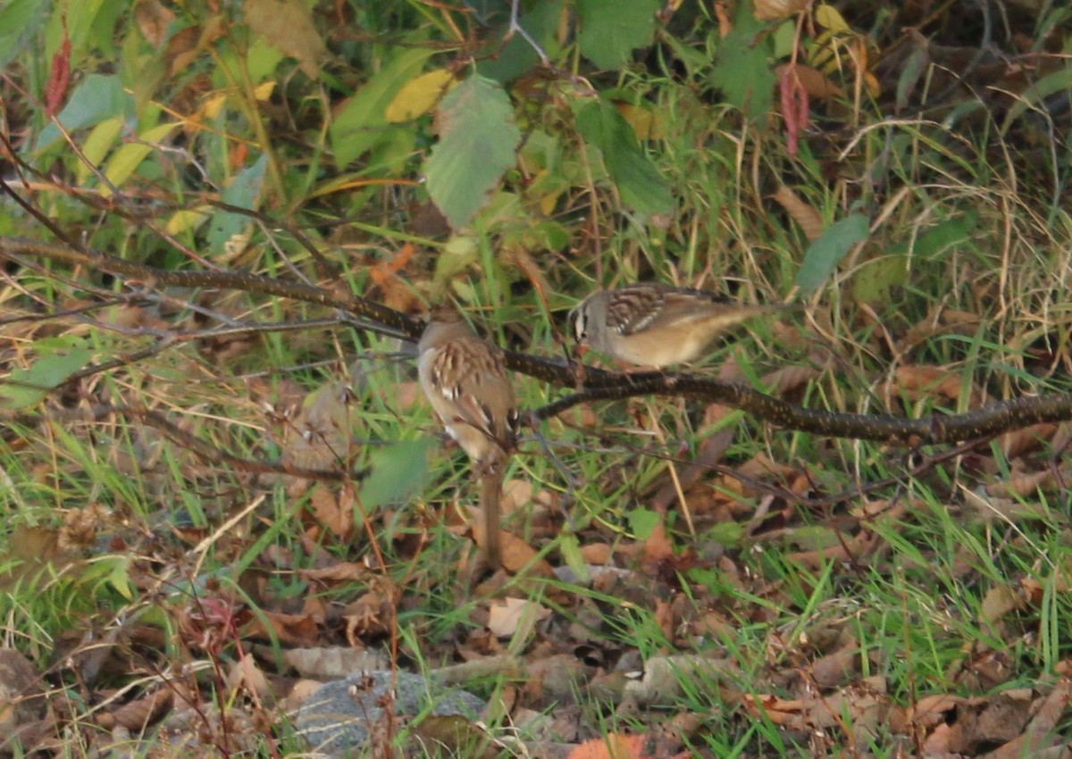 White-crowned Sparrow - ML377891571