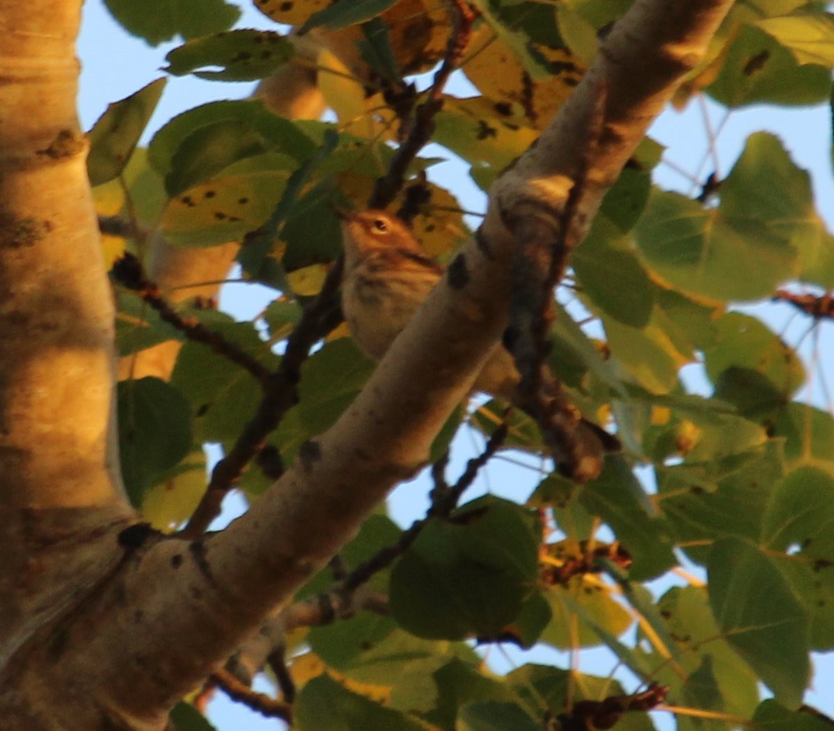 Yellow-rumped Warbler - Burke Korol