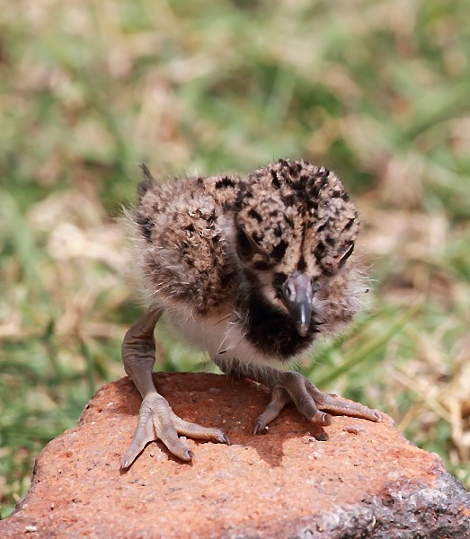 Red-wattled Lapwing - ML377892621