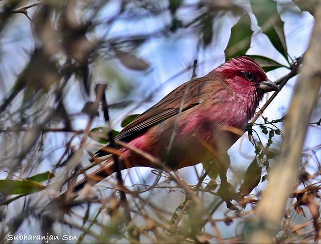 Pink-browed Rosefinch - ML377892701