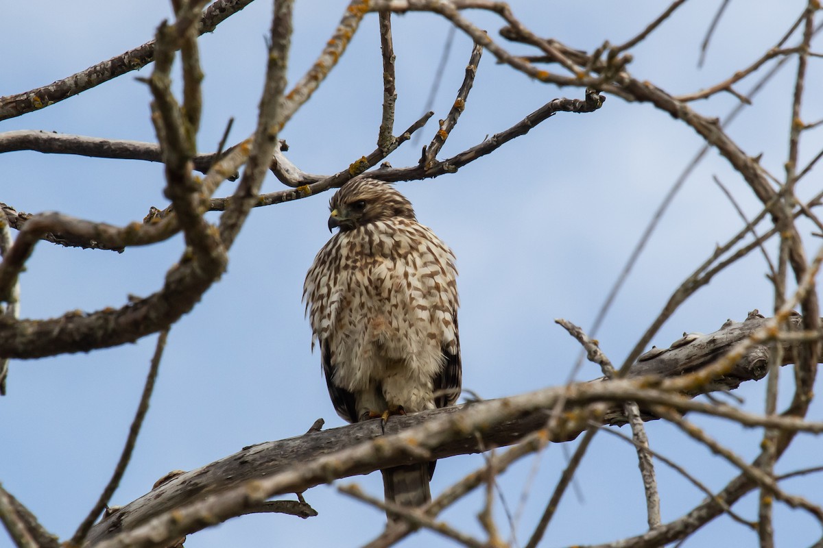 Red-shouldered Hawk - Craig Tumer