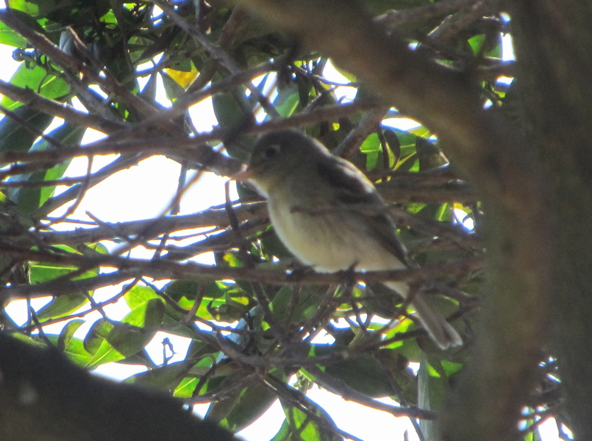 Western Flycatcher (Pacific-slope) - ML37789331