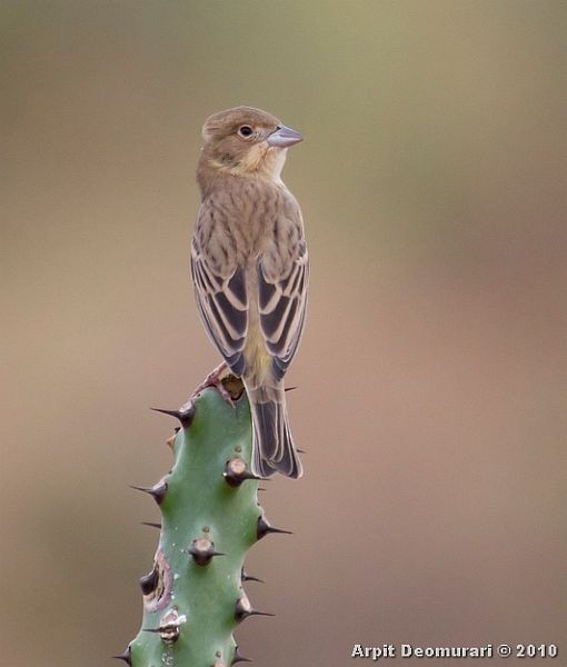 Black-headed Bunting - ML377893791