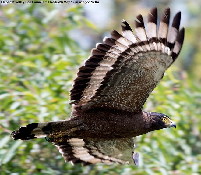 Crested Serpent-Eagle (Crested) - Wg Cdr Vijay K Sethi