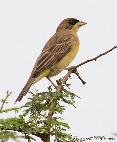Black-headed Bunting - ML377894071