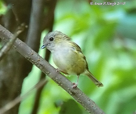 Green Shrike-Babbler (Black-crowned) - ML377894531