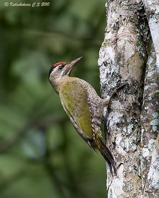 Streak-throated Woodpecker - Kulashekara Chakravarthy