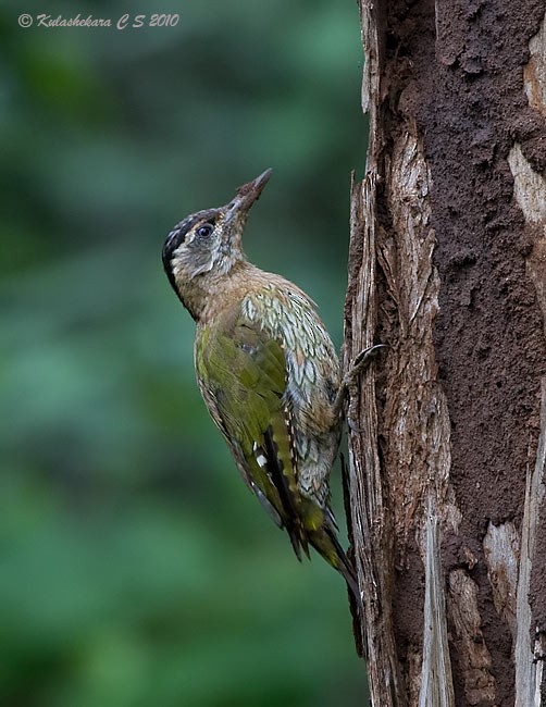 Streak-throated Woodpecker - ML377894811