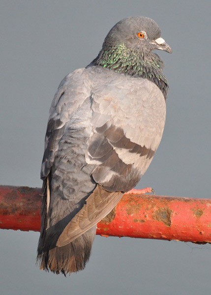 Rock Pigeon (Feral Pigeon) - ML377894901