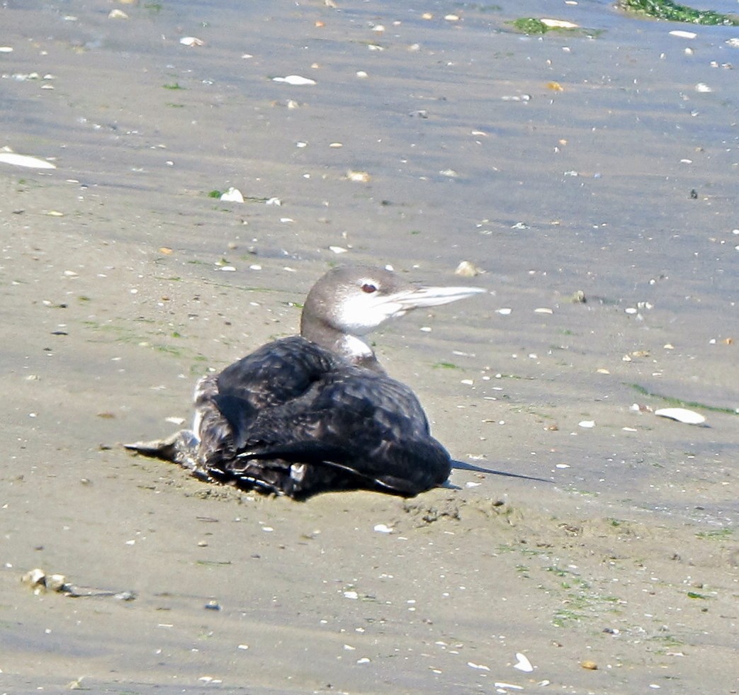 Common Loon - ML37789501