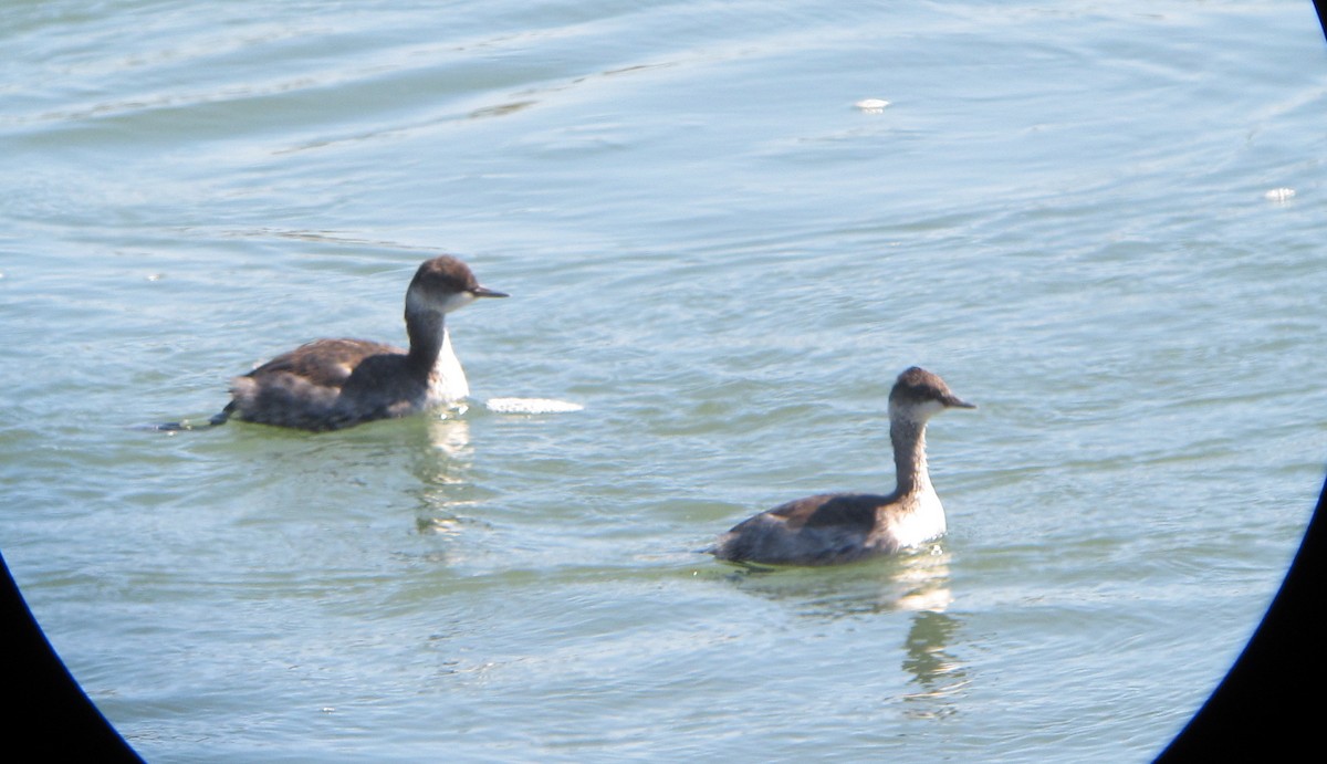 Eared Grebe - ML37789511